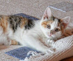 Cay Lying on Carpet Pet Urine